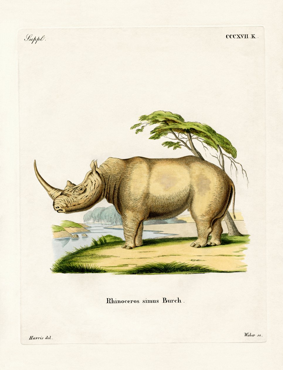 White Rhinoceros (värillinen kaiverrus) tekijältä German School