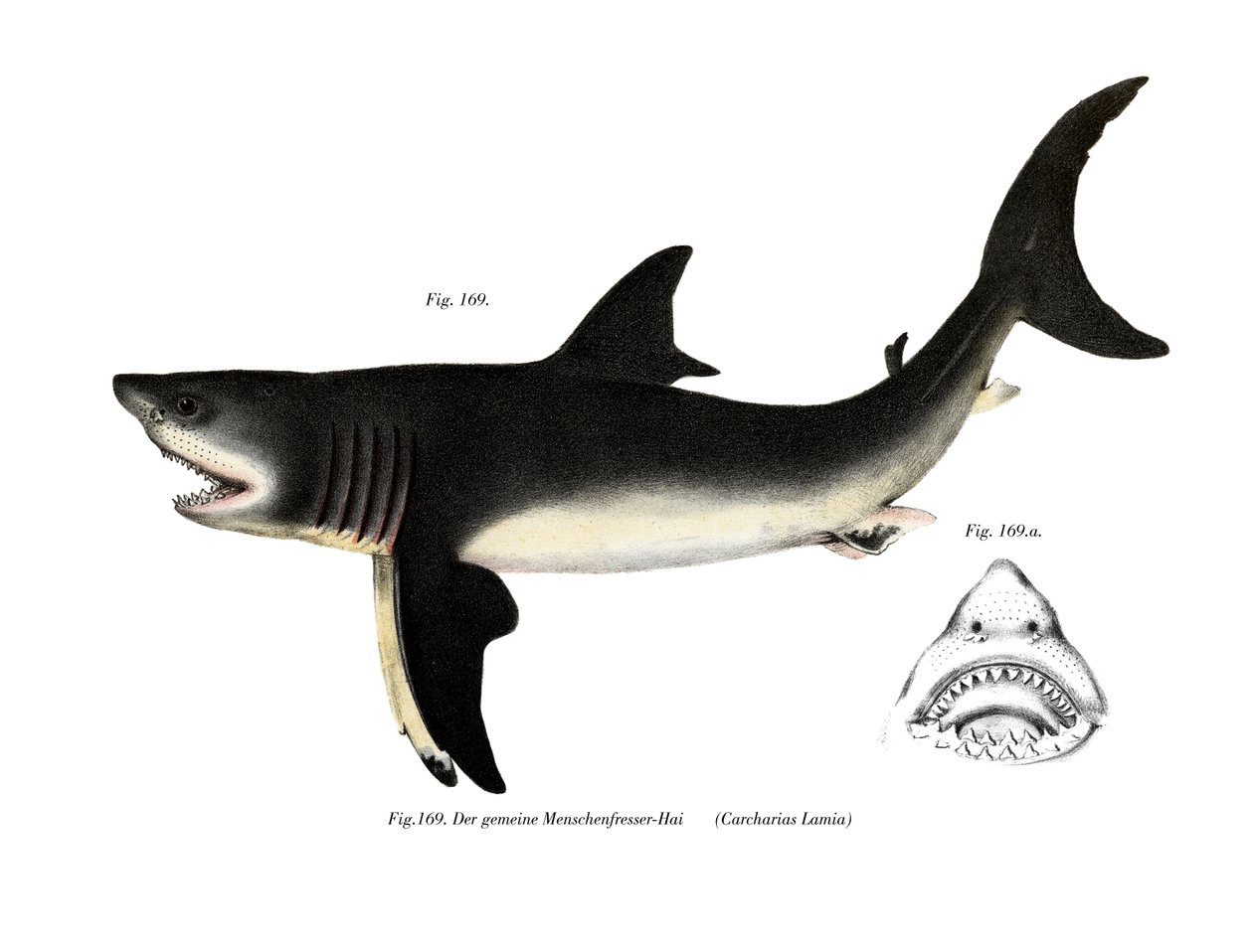 White Shark (väri litho) tekijältä German School