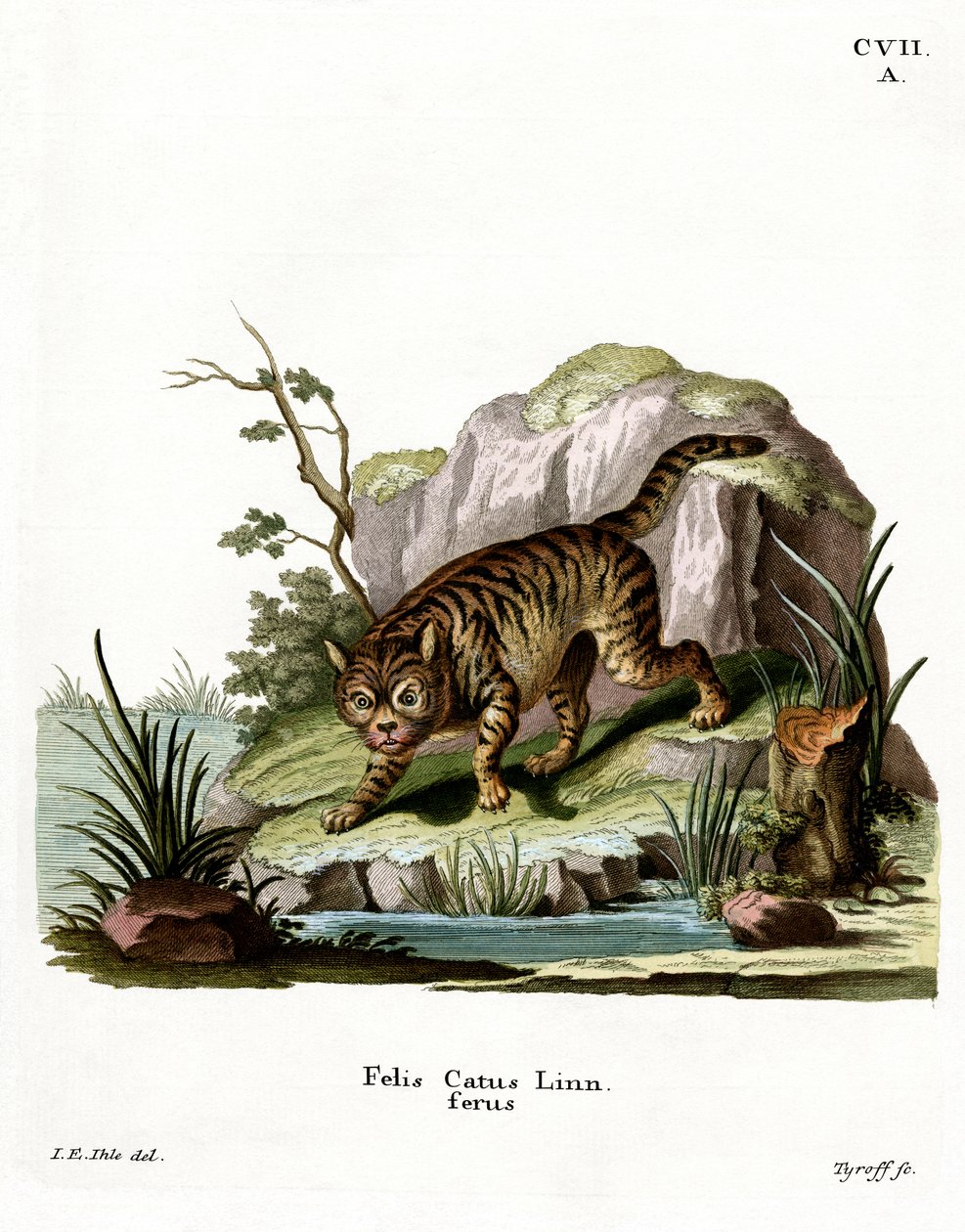 Wildcat (värillinen kaiverrus) tekijältä German School