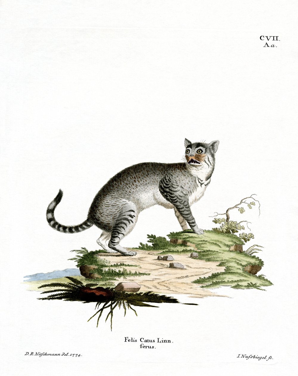 Wildcat (värillinen kaiverrus) tekijältä German School
