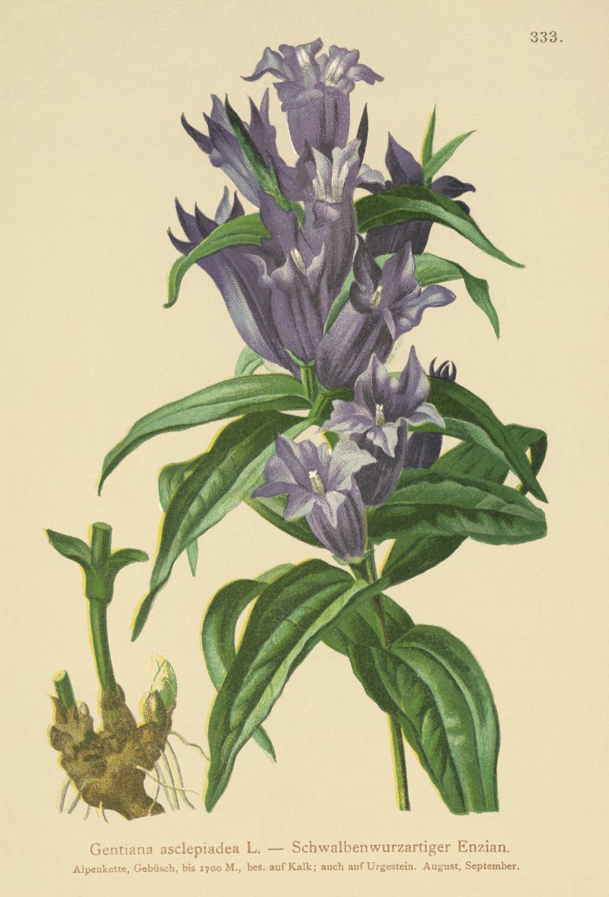 Paju Gentian (Gentiana asclepiadea) tekijältä German School