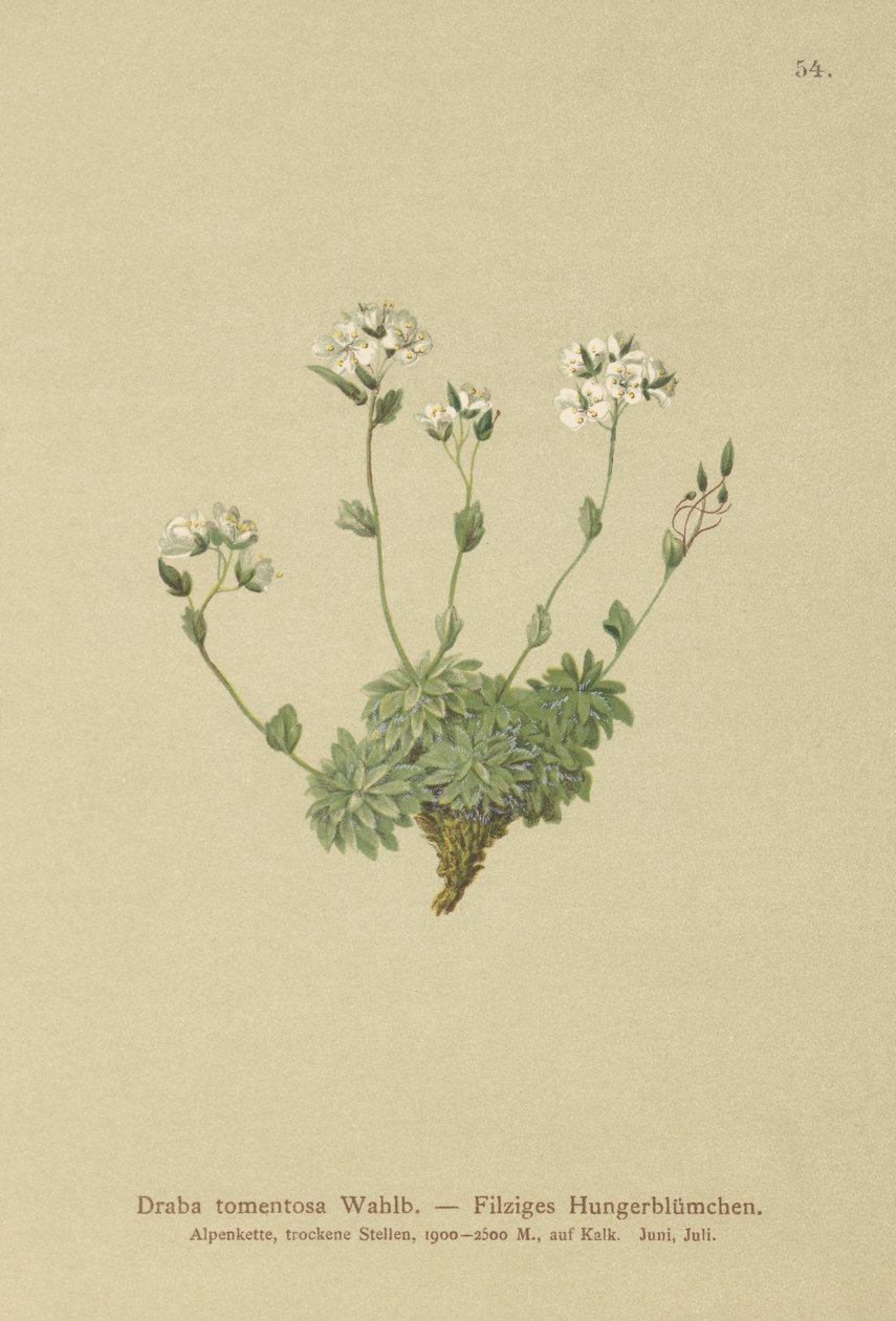 Wolley Whitlow-ruoho (Draba tomentosa) tekijältä German School