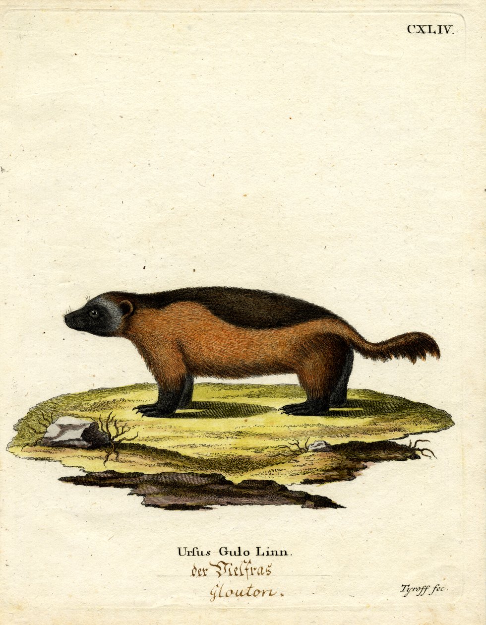 Wolverine (värillinen kaiverrus) tekijältä German School