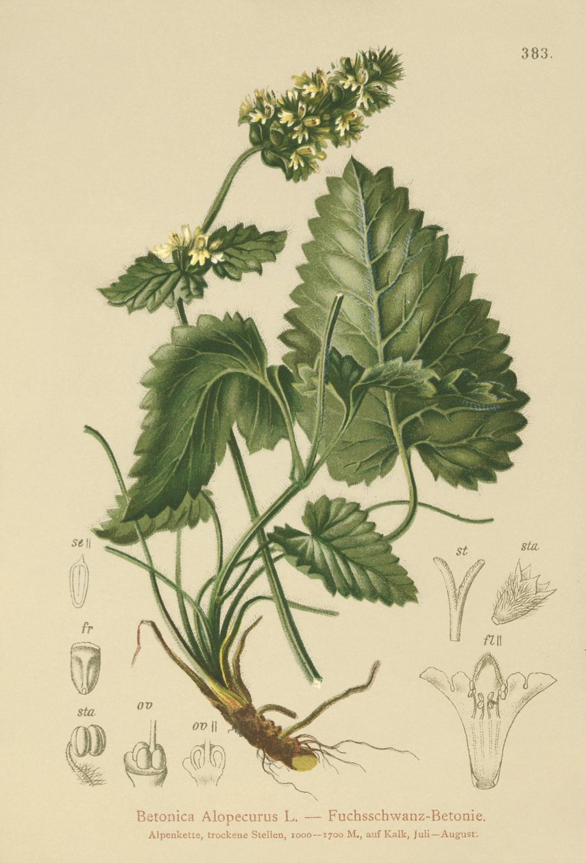 Keltainen betoni (Betonica Alopecurus, Stachys alopecuros) tekijältä German School