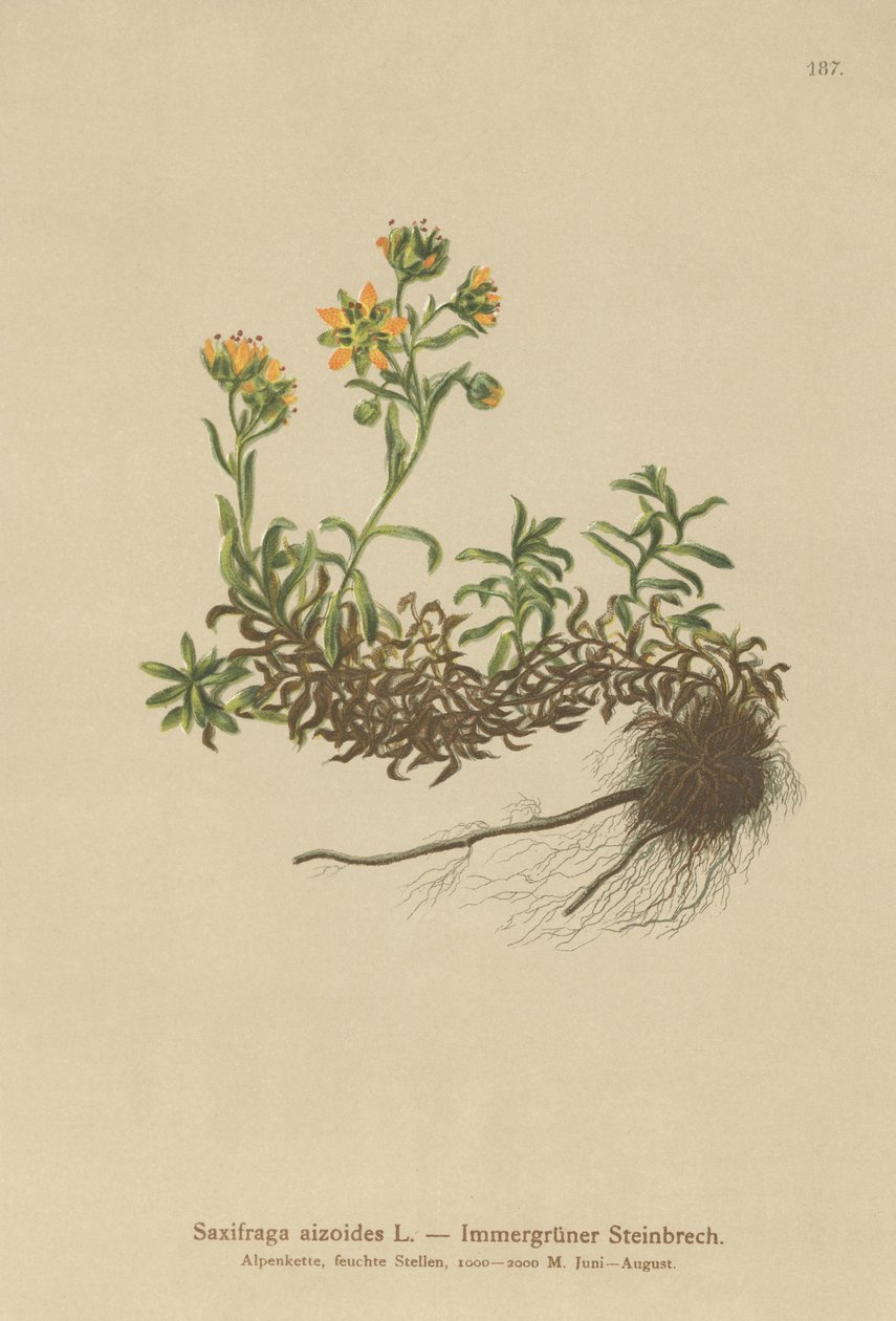 Keltainen vuoristosaksifrage (Saxifraga aizoides) tekijältä German School