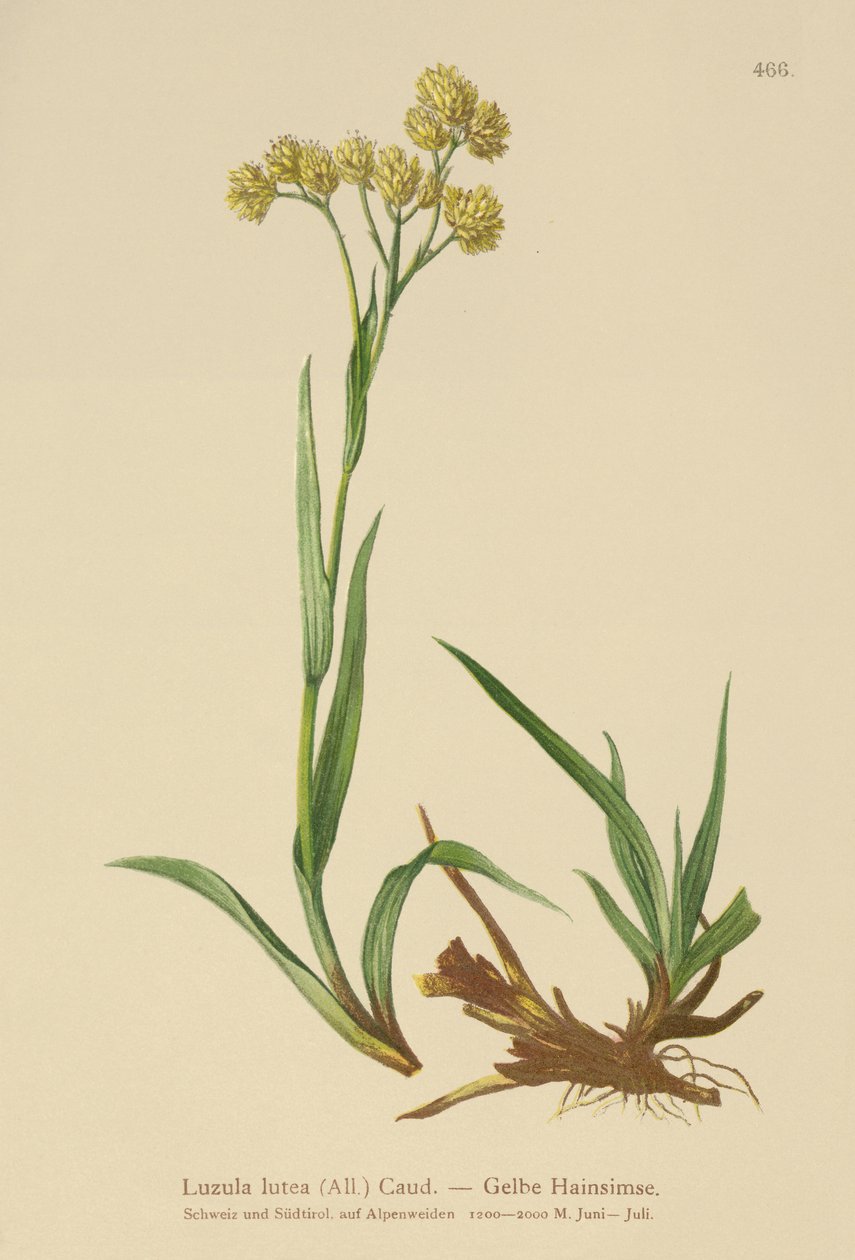 Keltainen puuruoho (Luzula lutea) tekijältä German School
