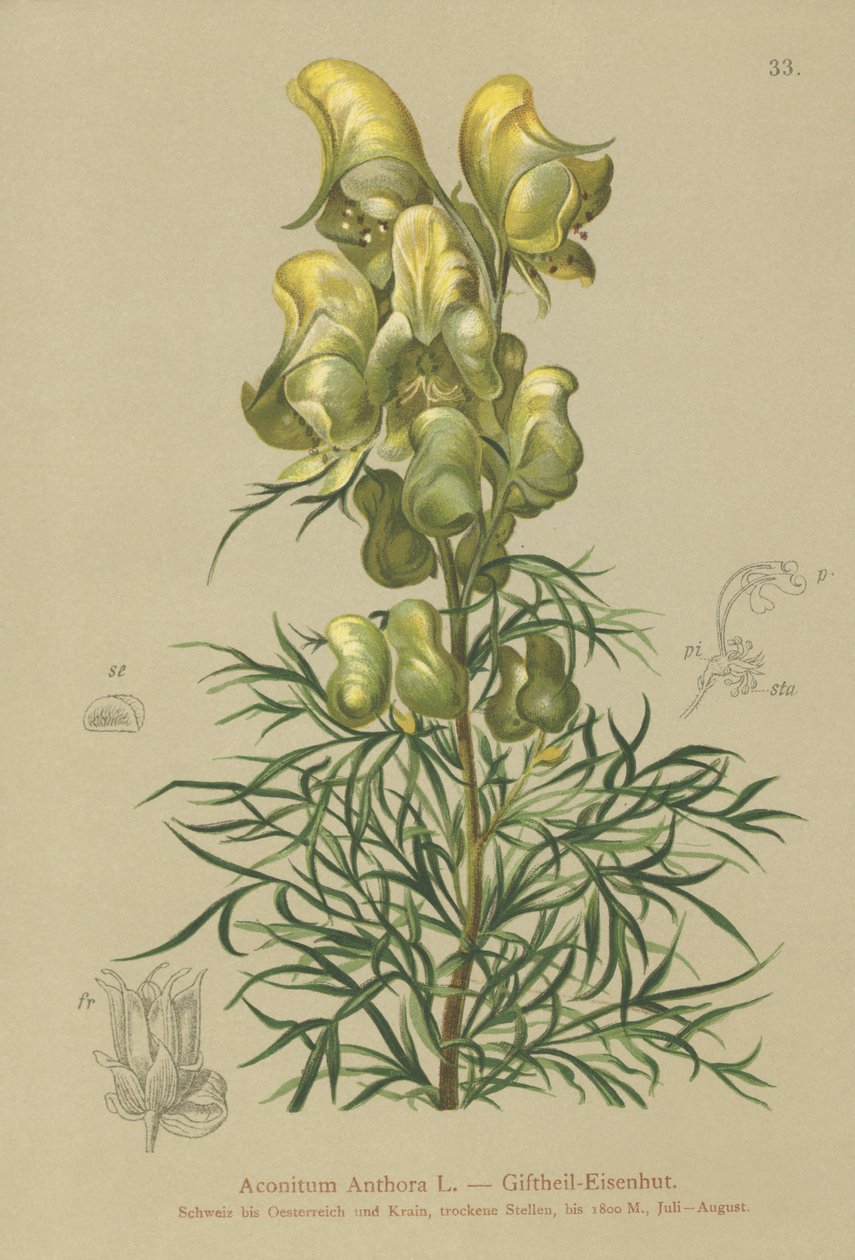 Keltainen munkkikunta (Aconitum anthora) tekijältä German School