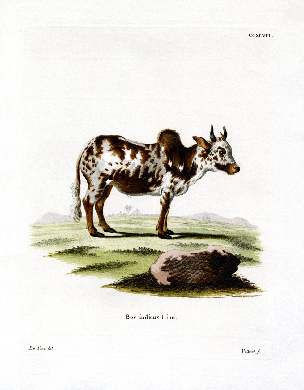 Zebu (värillinen kaiverrus) tekijältä German School