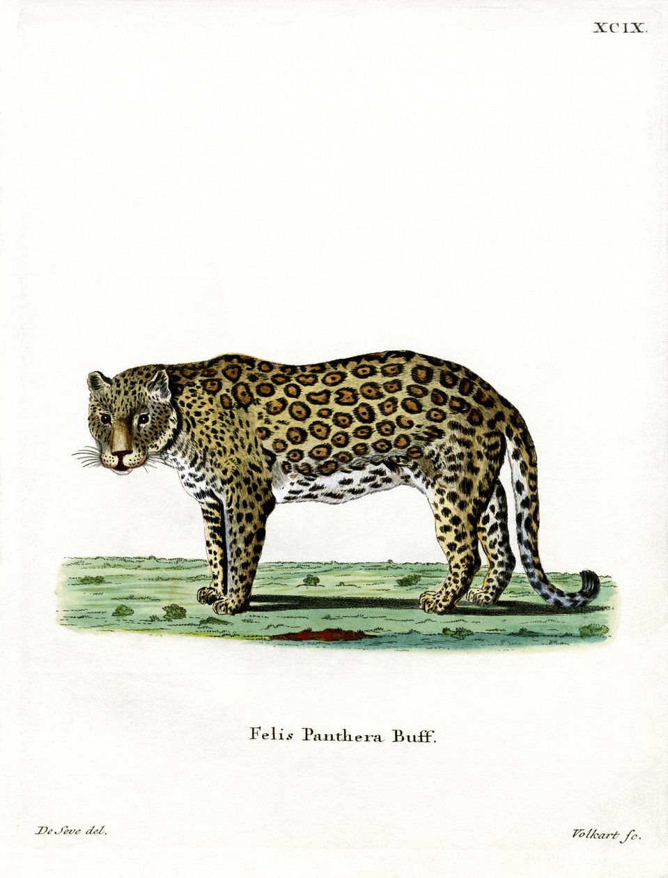 leopardi (värillinen kaiverrus) tekijältä German School