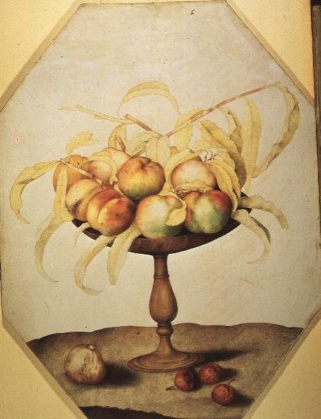 Kulhollinen persikoita (tempera persulla) tekijältä Giovanna Garzoni