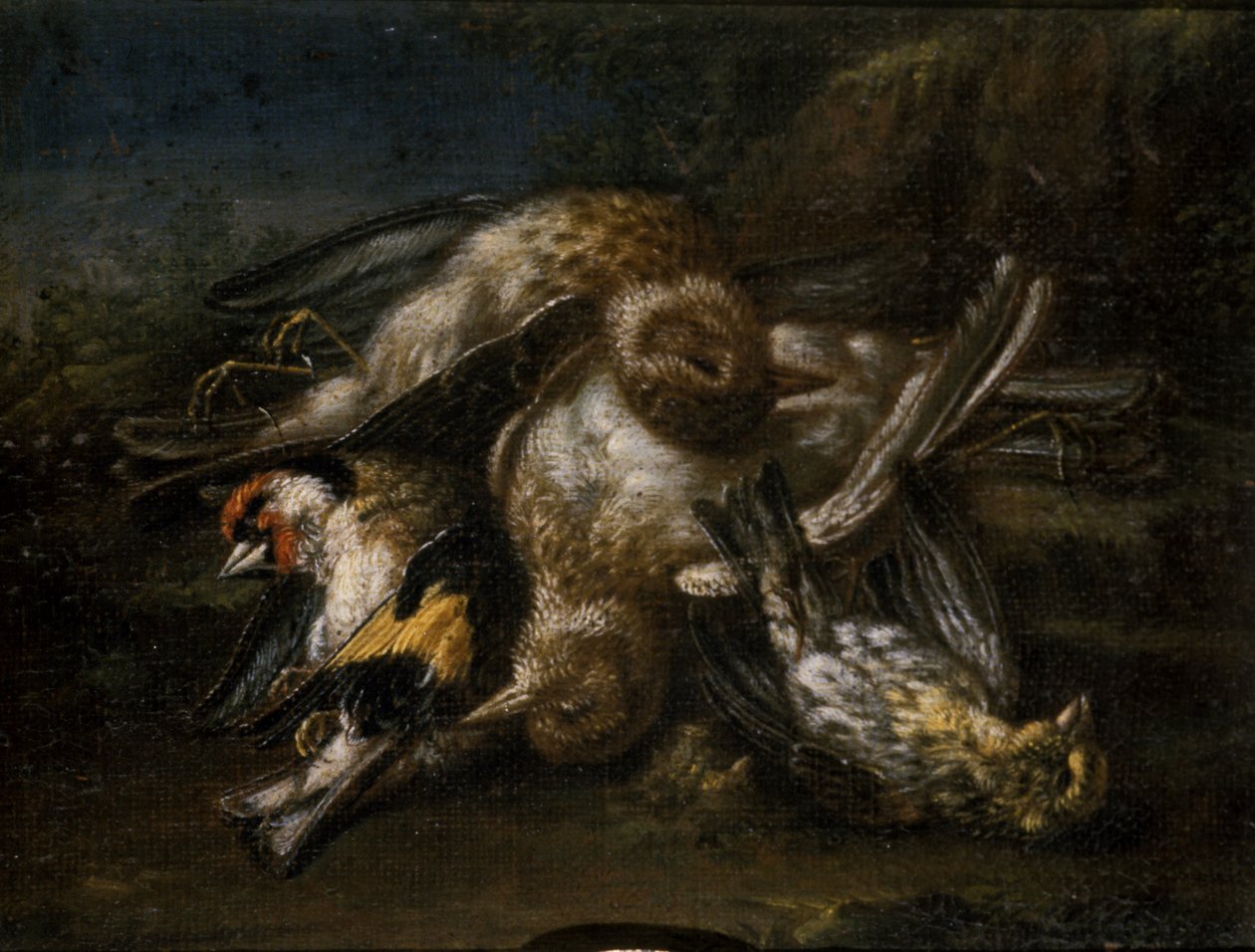 Dead Birds (öljy lehmuspuulle) tekijältä Giovanni Benedetto Castiglione