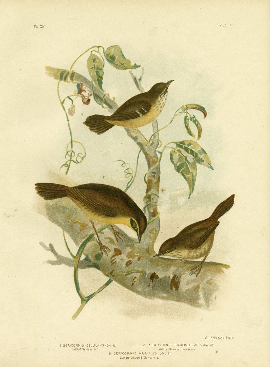 Allied Scrubwren tai White-Browed Scrubwren, 1891 tekijältä Gracius Broinowski