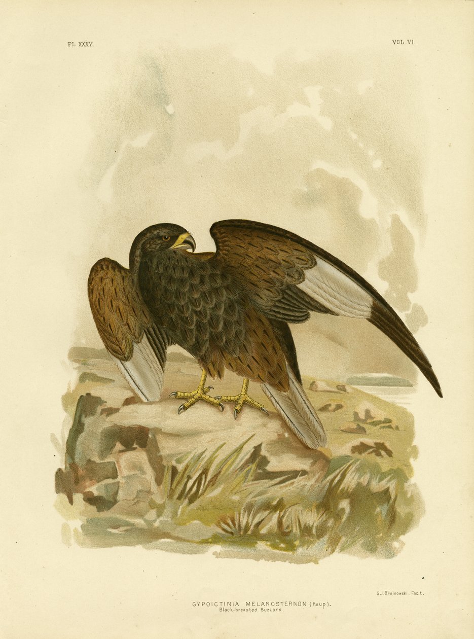 Mustarintahiiri, 1891 tekijältä Gracius Broinowski