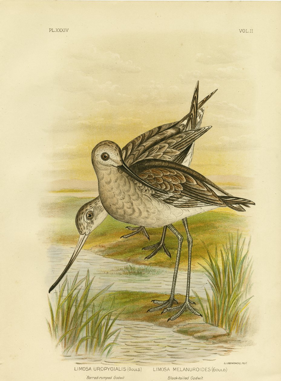 Mustapyrstö, 1891 tekijältä Gracius Broinowski