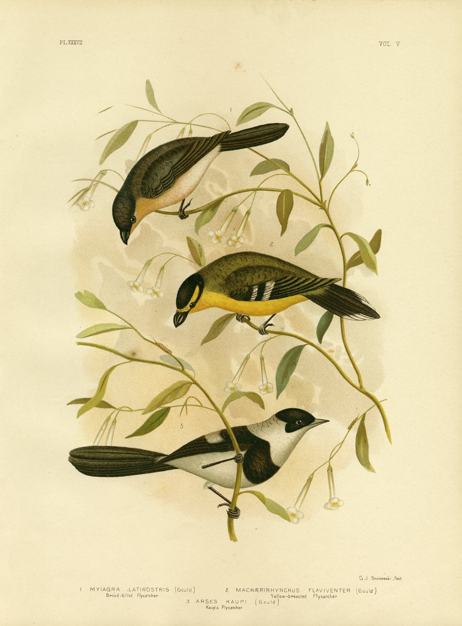 Leveänokkainen kärpässieppo, 1891 tekijältä Gracius Broinowski