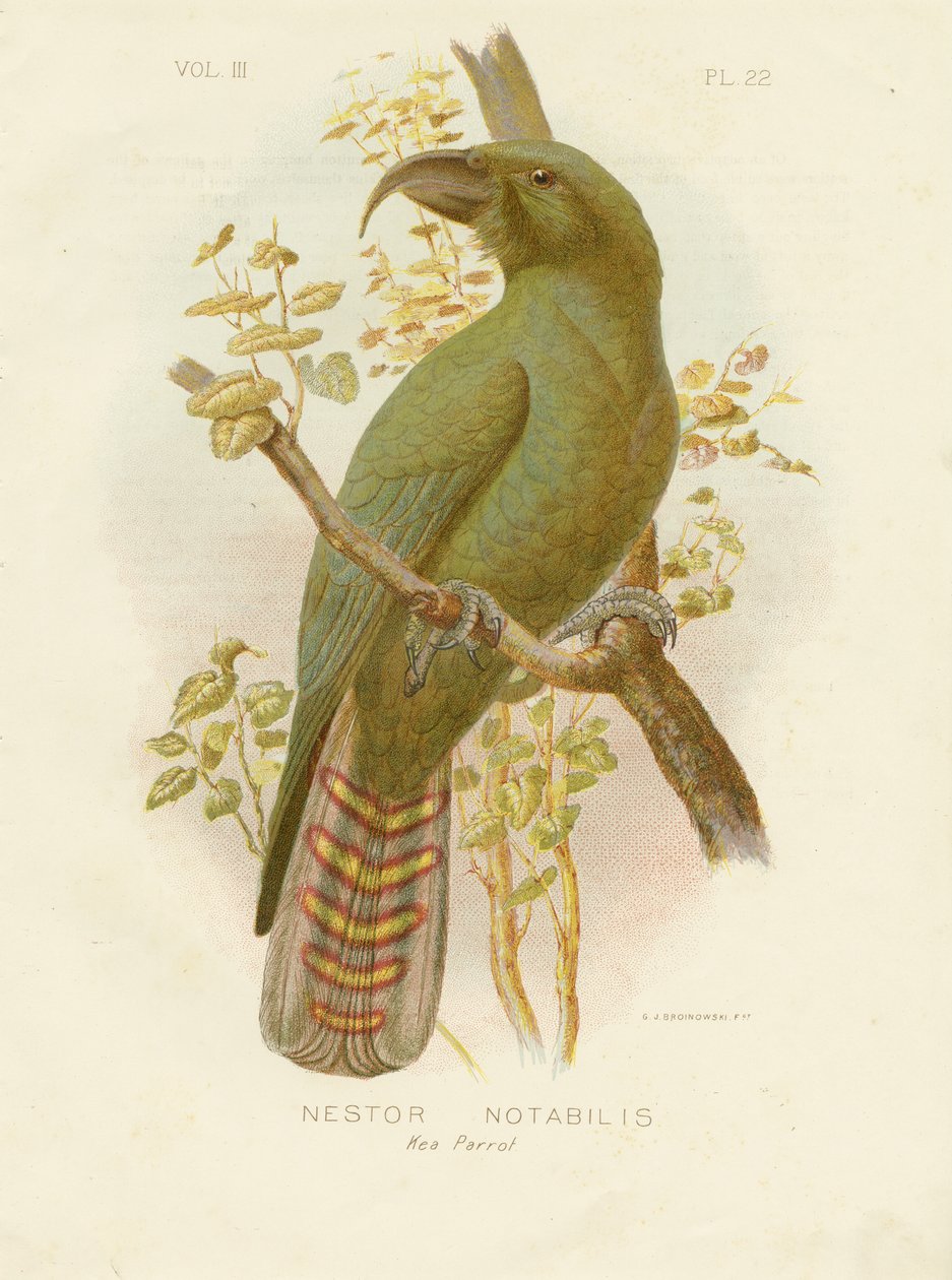 Kea, 1891 tekijältä Gracius Broinowski