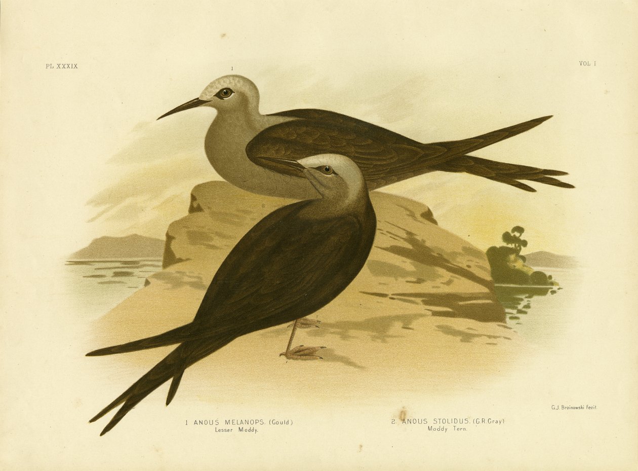 Lesser Noddy, 1891 tekijältä Gracius Broinowski