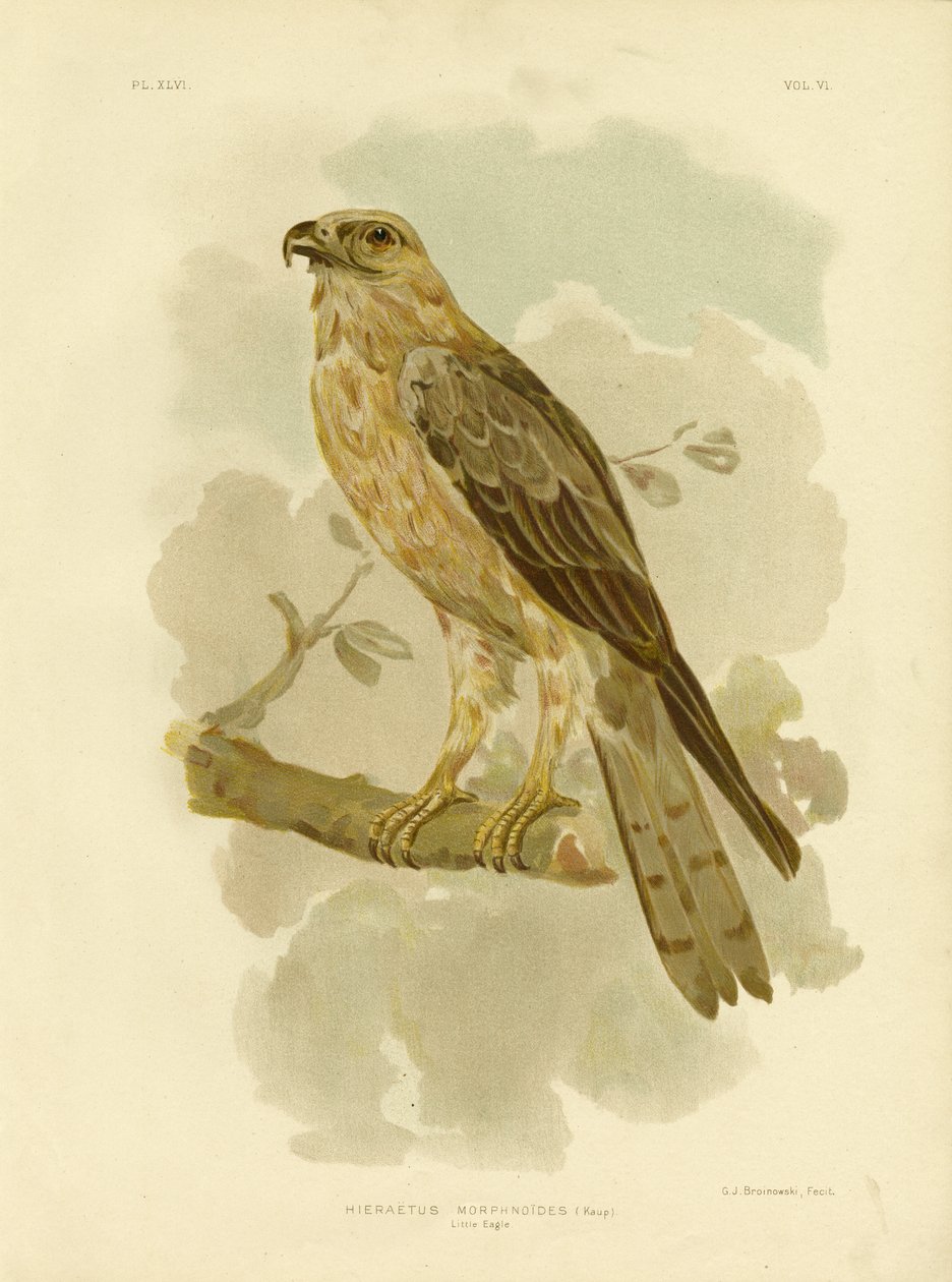 Pikku kotka, 1891 tekijältä Gracius Broinowski