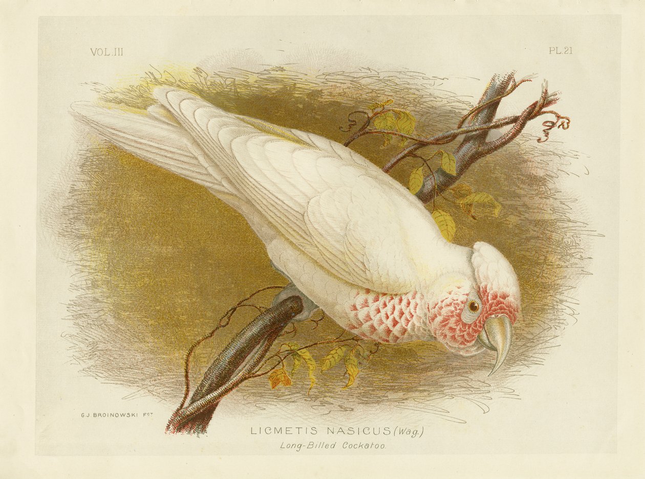 Pitkänokkakakadu, 1891 tekijältä Gracius Broinowski