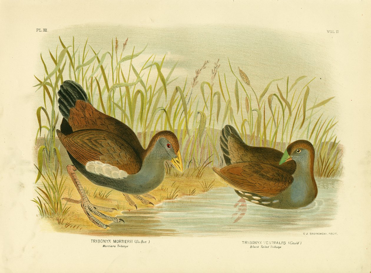 Mortiers Tribonyx tai Tasmanian Nativehen, 1891 tekijältä Gracius Broinowski