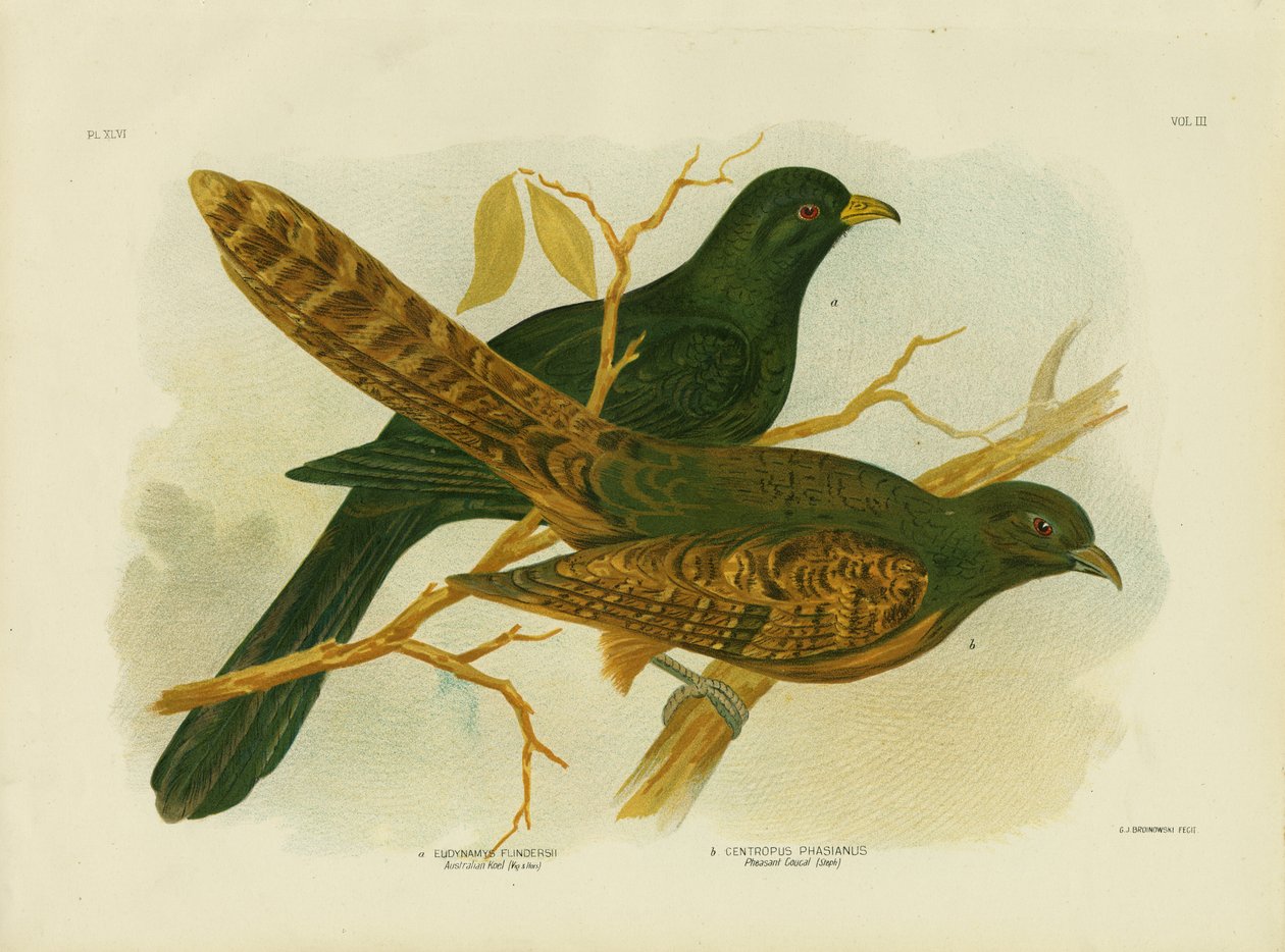 Fasaani Coucal, 1891 tekijältä Gracius Broinowski