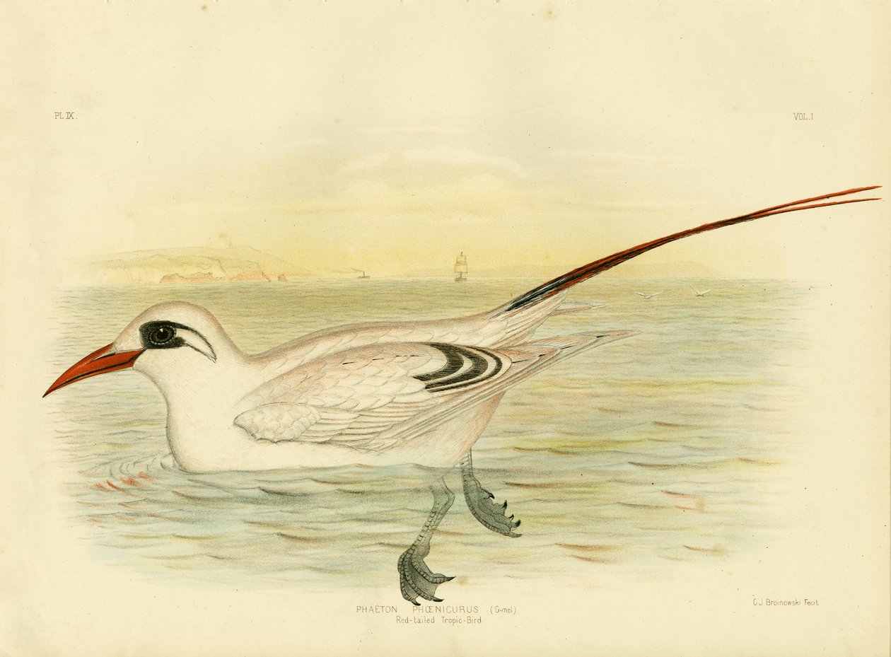 Red-Tailed Tropicbird, 1891 tekijältä Gracius Broinowski
