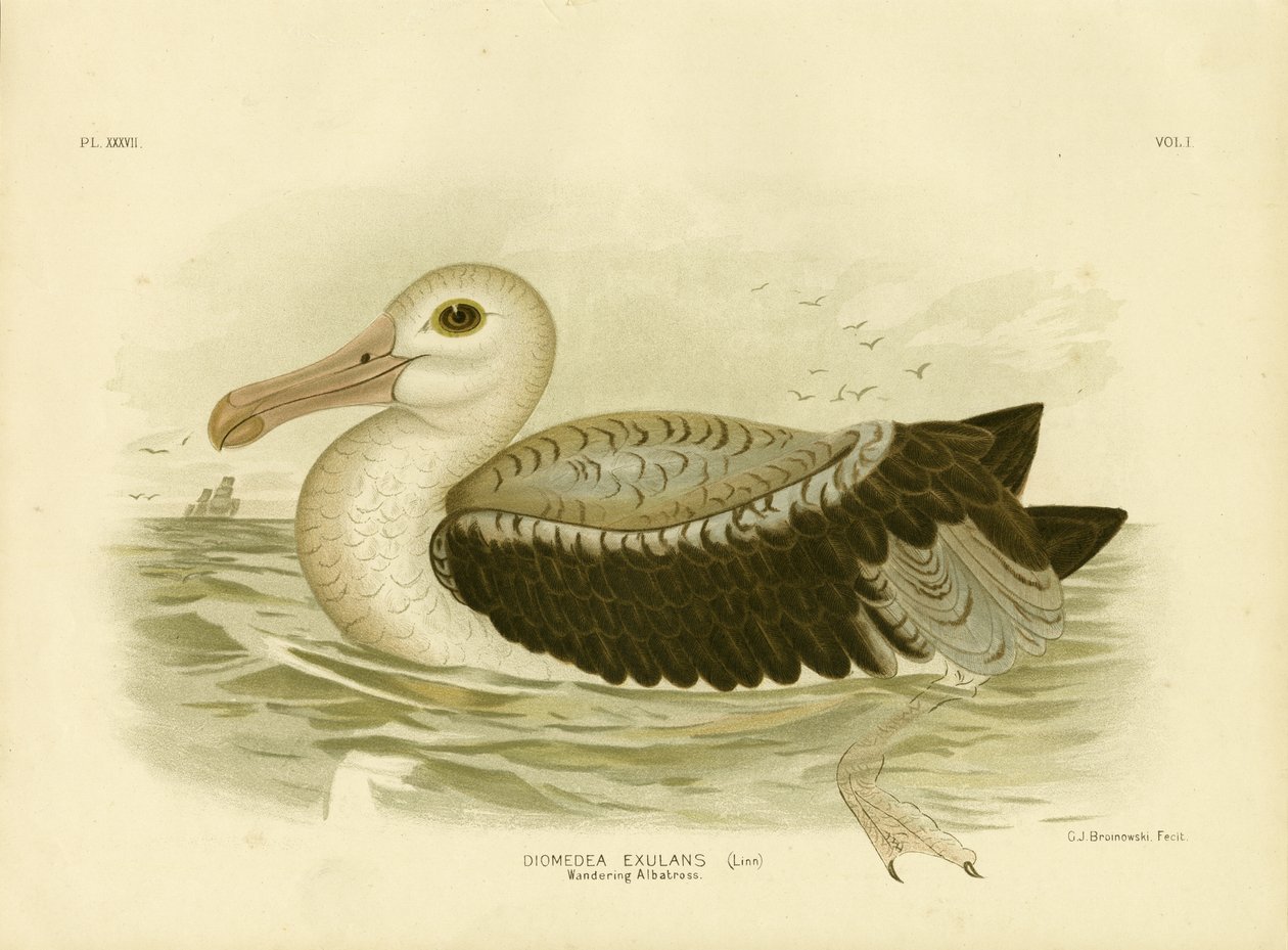 Hopeanharmaa Petrel, 1891 tekijältä Gracius Broinowski