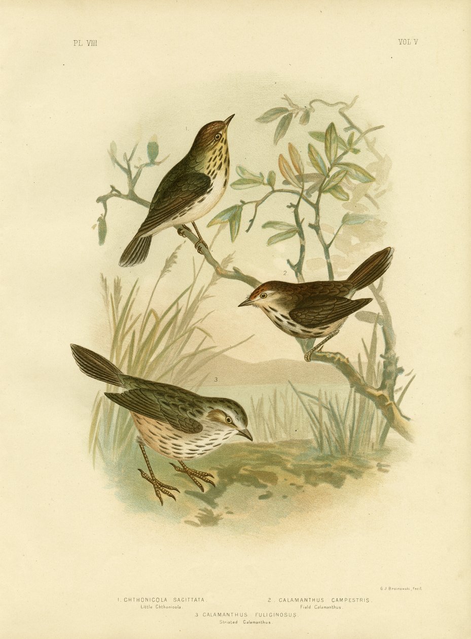 Täplikäs parta, 1891 tekijältä Gracius Broinowski