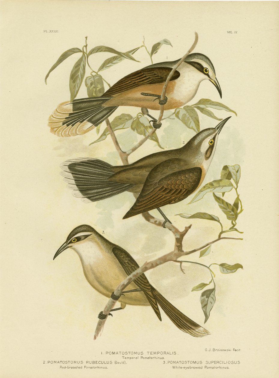Temporal Pomatorhinus tai Gray-Crowned Babbler, 1891 tekijältä Gracius Broinowski