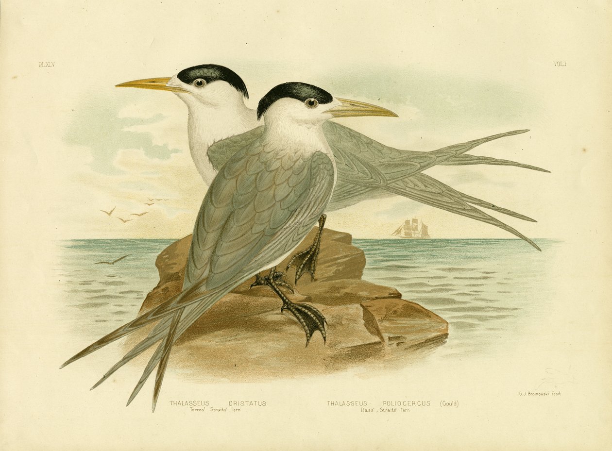 Torres Straits Tern, 1891 tekijältä Gracius Broinowski