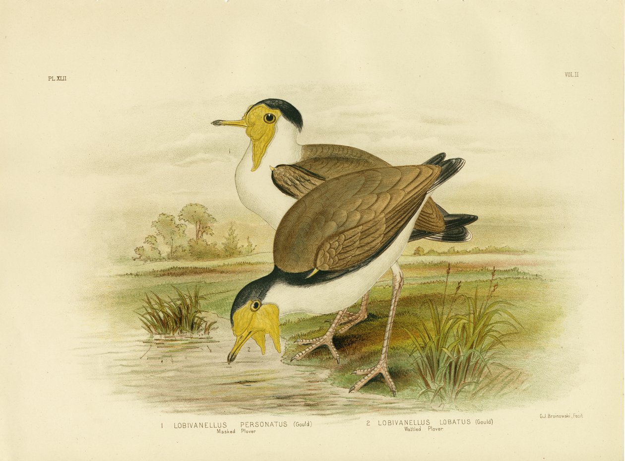 Lokkikirvinen, 1891 tekijältä Gracius Broinowski