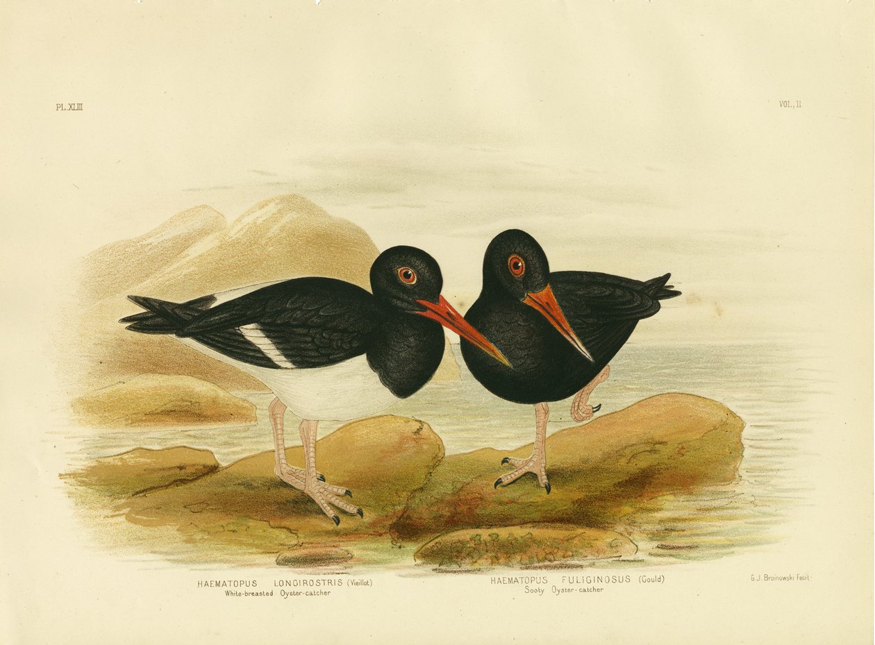 Valkorintainen osterisippo, 1891 tekijältä Gracius Broinowski
