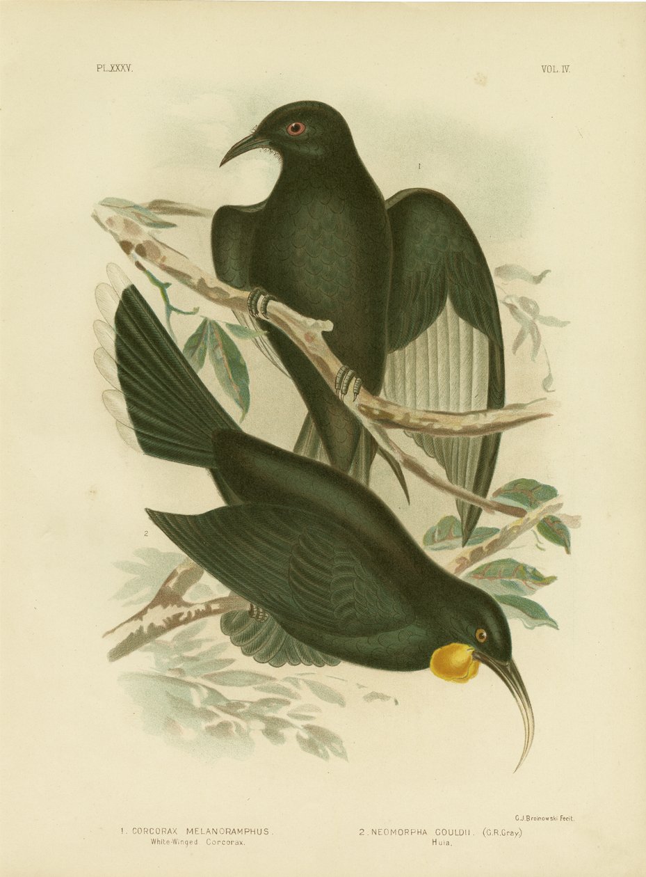 Valkosiipinen corcorax, 1891 tekijältä Gracius Broinowski