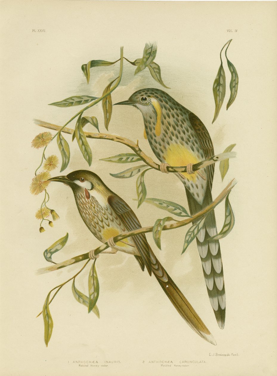 Keltainen Wattlebird, 1891 tekijältä Gracius Broinowski