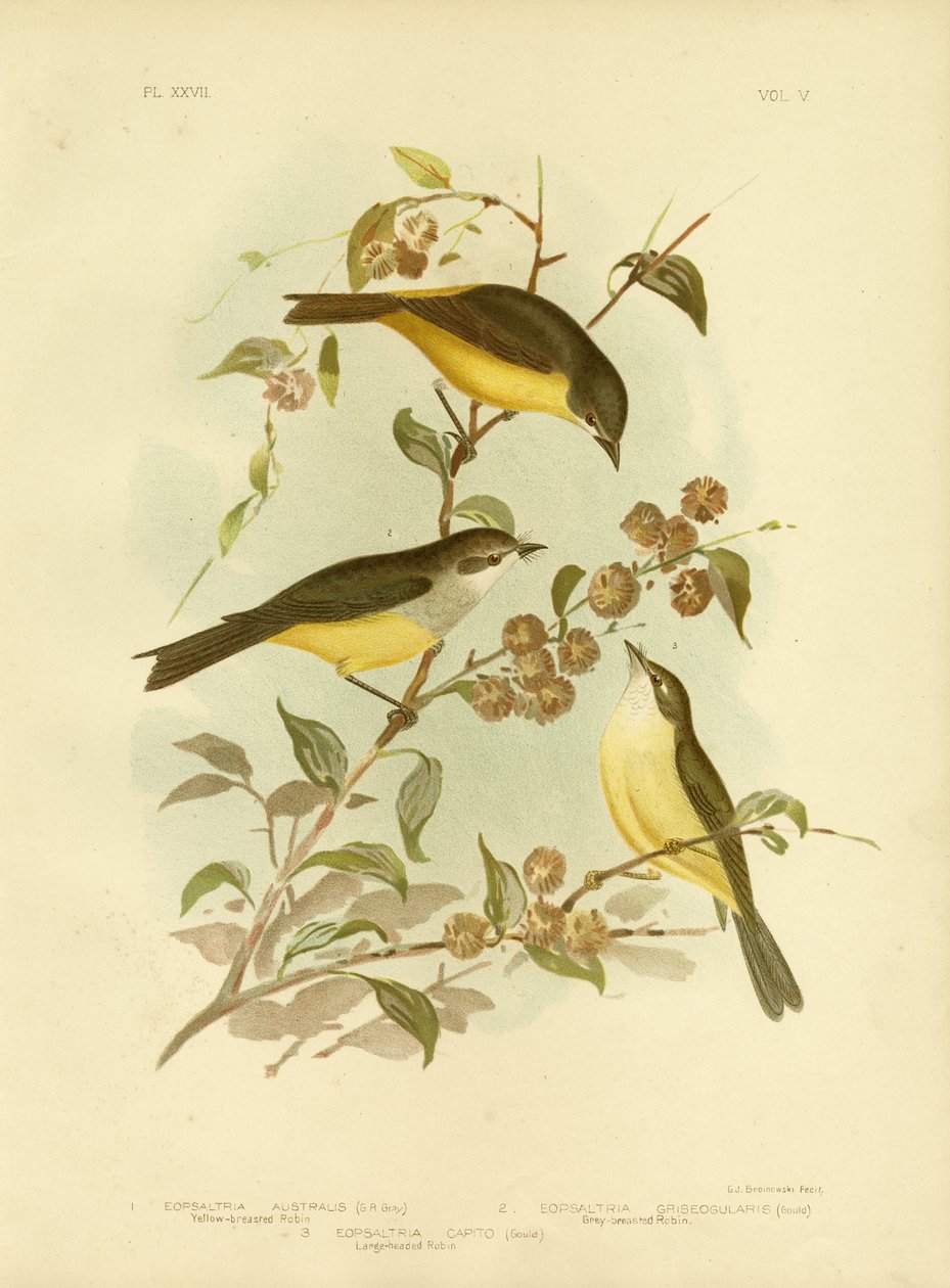 Yellow-Breasted Robin tai Eastern Yellow Robin, 1891 tekijältä Gracius Broinowski