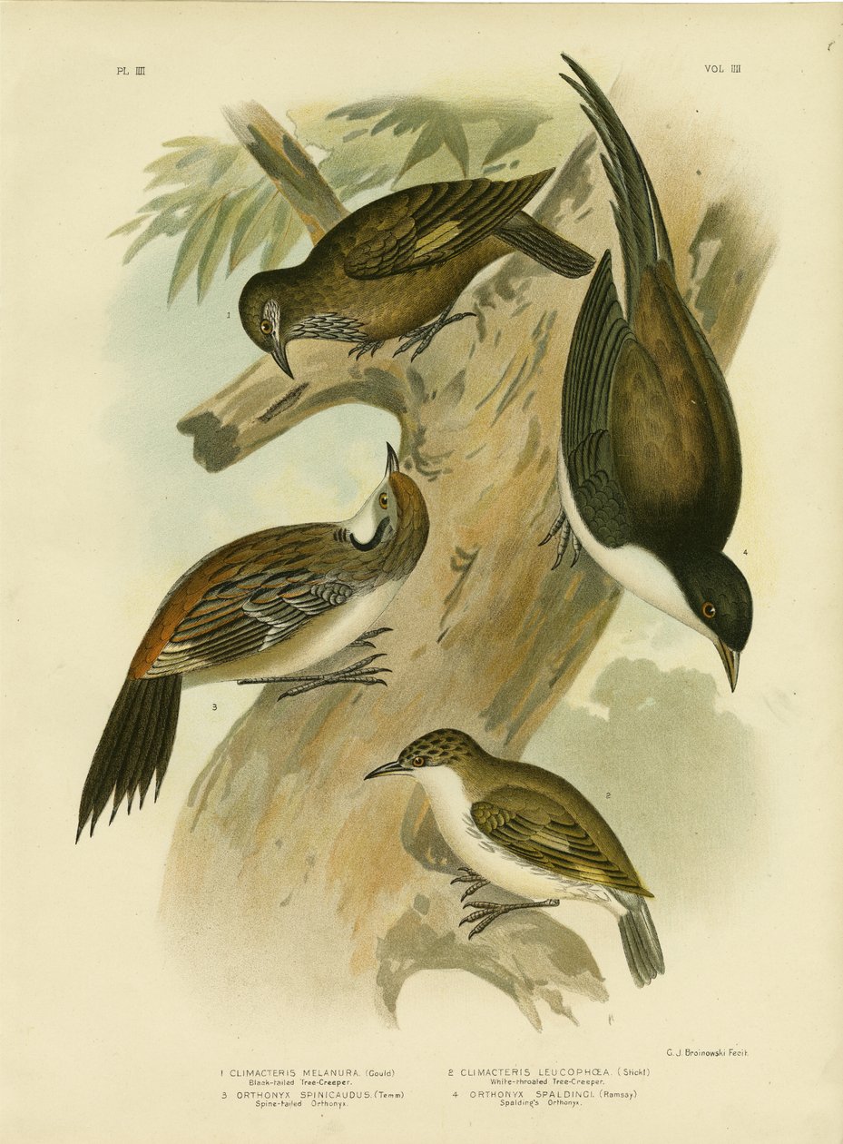 Black-Tailed Treecreeper, 1891 tekijältä Gracius Broinowski