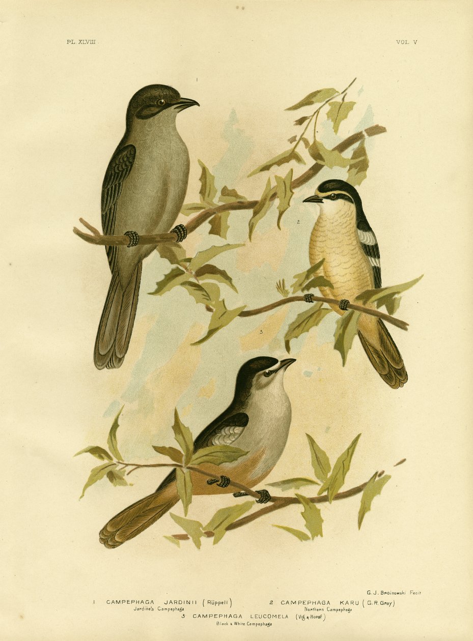 Jardines Campephaga tai Common Cicadabird, 1891 tekijältä Gracius Broinowski