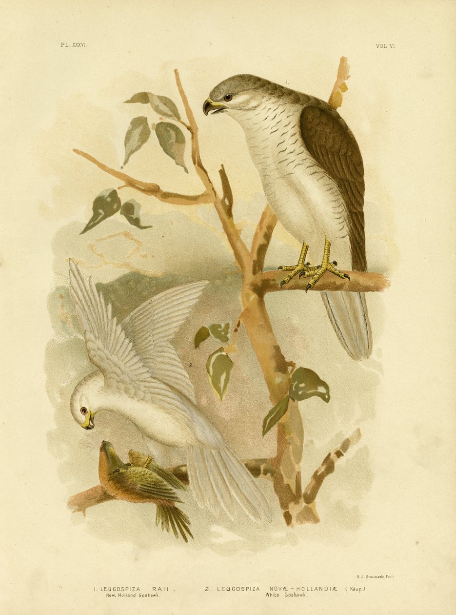 New Holland Goshawk, 1891 tekijältä Gracius Broinowski
