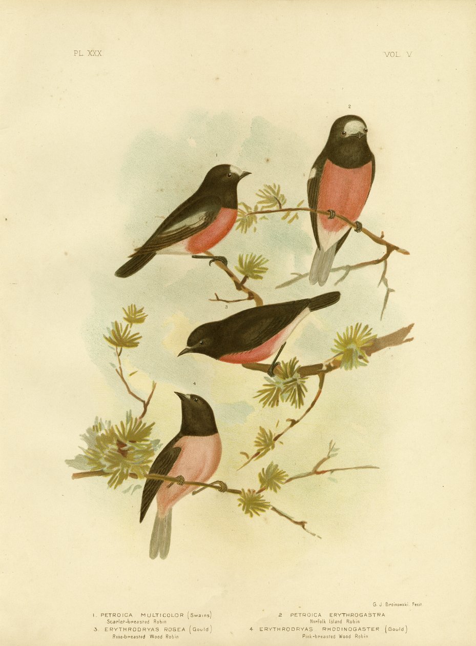 Scarlet-Breasted Robin tai Pacific Robin, 1891 tekijältä Gracius Broinowski