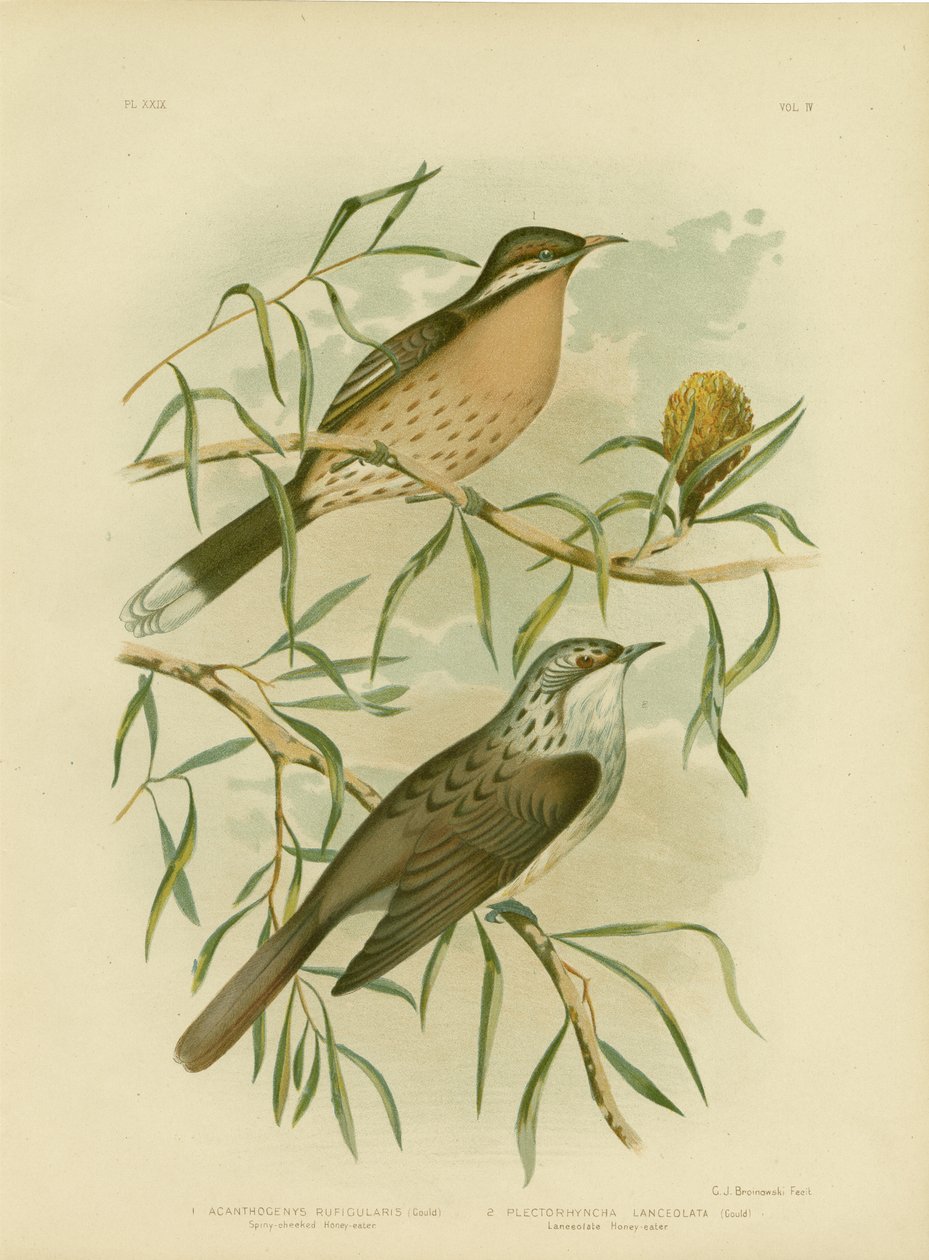 Spiny-cheeked Honeyeater, 1891 tekijältä Gracius Broinowski
