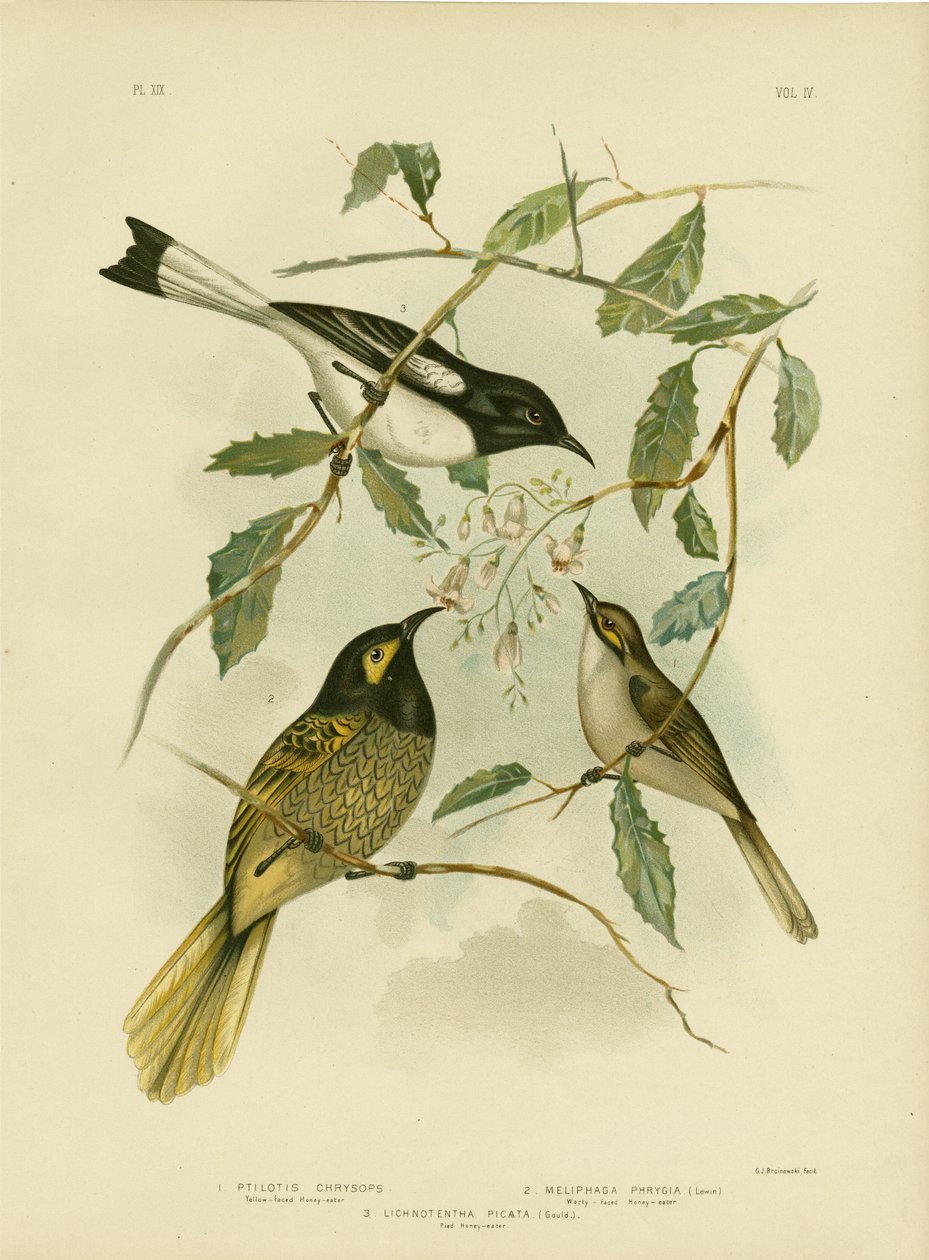 Keltanaamainen hunajakärki, 1891 tekijältä Gracius Broinowski