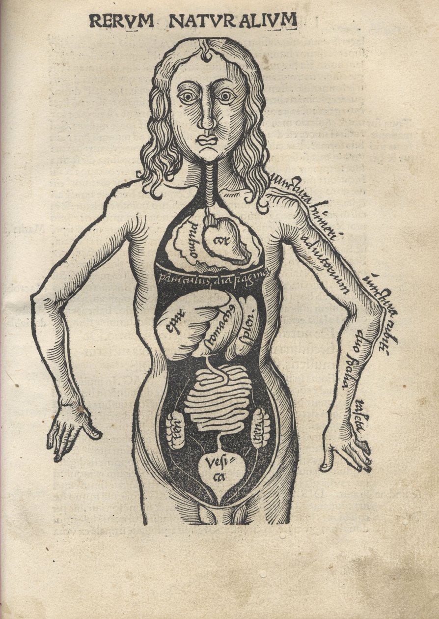 Filosofinen Margarita Anatomia, 1504 tekijältä Gregor Reisch