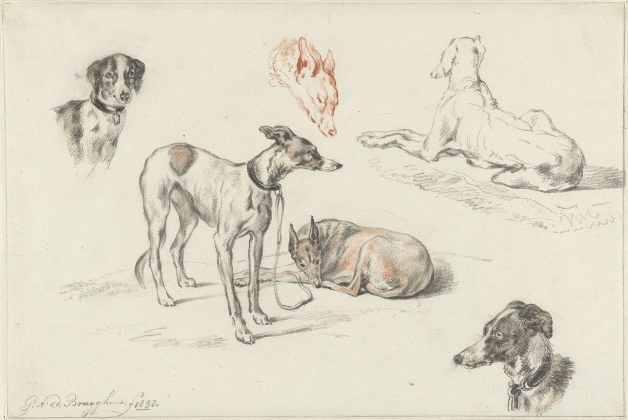 Koirien tutkimukset tekijältä Guillaume Anne van der Brugghen
