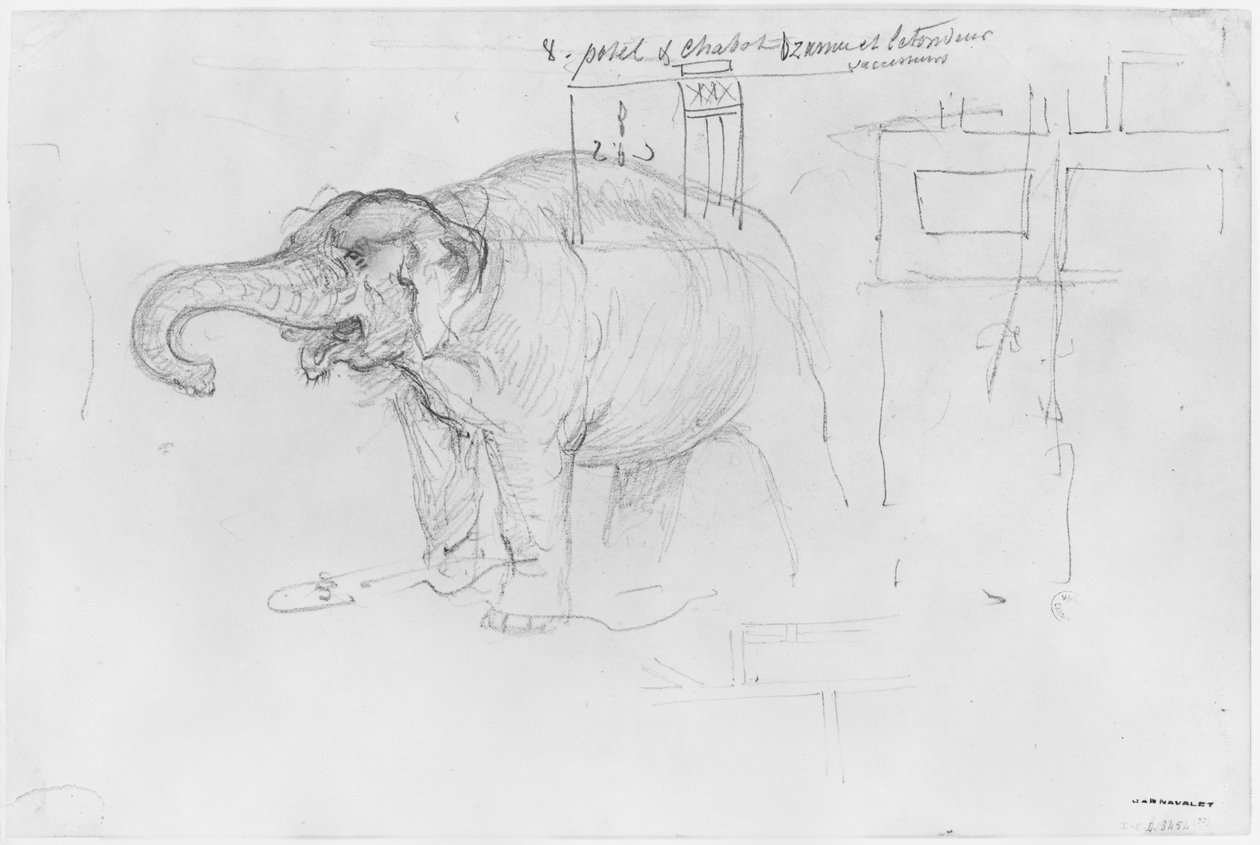 Pariisin piirityksen albumi, Elephant (kynä ja ruskea mustepesu ja kynä paperille) tekijältä Gustave Dore