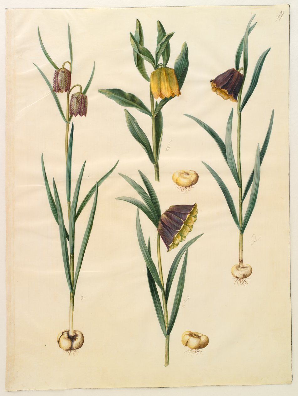 Fritillaria meleagris; Fritullaria lutea eller Fritullaria latifolia var lutea; Fritillaria pyrenaica tekijältä Hans Simon Holtzbecker