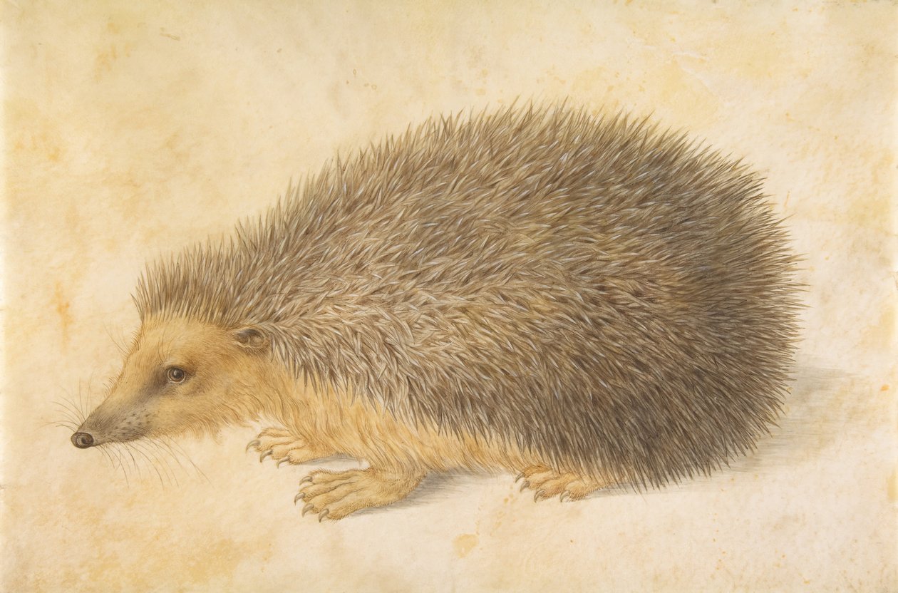 Siili Erinaceus roumanicus, ennen vuotta 1584. tekijältä Hans Hoffmann