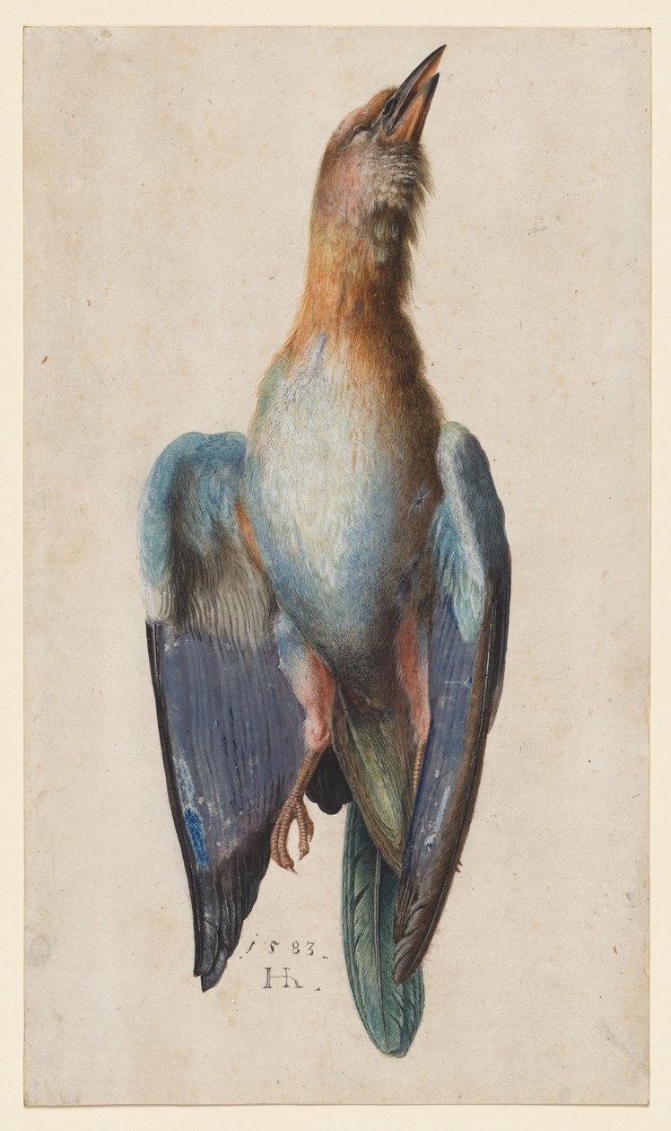 Dead Blue Roller, 1583. tekijältä Hans Hoffmann