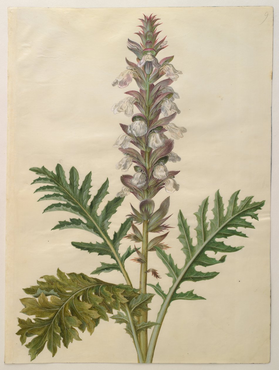 Acanthus mollis tekijältä Hans Simon Holtzbecker