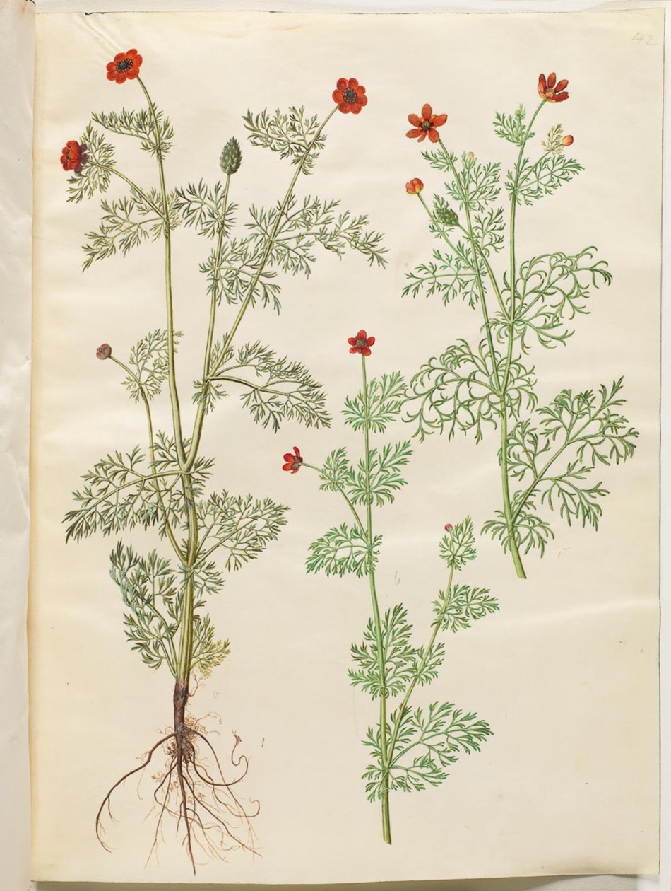 Adonis vuotuinen (høst-adonis); Adonis kesä (sommer-adonis) tekijältä Hans Simon Holtzbecker