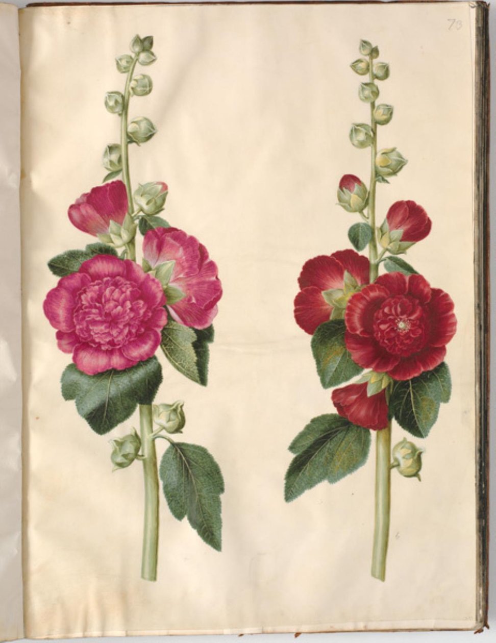Alcea rosea (have-stokrose) tekijältä Hans Simon Holtzbecker